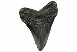 Fossil Megalodon Tooth - South Carolina #372379-1